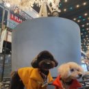 숑숑 그루밍 이미지