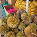 도울마트 | 세부제이파크리조트 막탄 디럭스룸 체크인 조식 시터 수영장 가족자유여행 패키지 투어 솔직후기