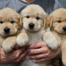 쿨스타스 이미지