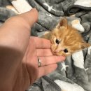 닥터페티앙동물병원 | 용인 처인구 페티앙동물병원 아기고양이 예방접종 1차 후기