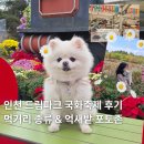 순환도로방음벽 옆 좌측 | 2025 드림파크 국화축제 다녀온 후기 (억새밭, 핑크뮬리, 먹거리 정보)