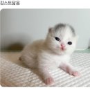 씨티플랜 이미지