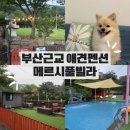 메르시애견펜션 | 부산근교 애견펜션 울산 메르시풀빌라 101동 후기
