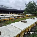 월동벌 산란받는 9월의 꿀벌관리 이미지