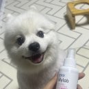 금별축산 | 내돈내산] 네고왕 강아지 모기, 진드기 기피제 "세스코마이랩 모기 진드기 기피제 반려견용" 실사용 후기!