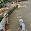강아지 와요와요 | 와요어플, 강아지 펫시터 내돈내산 후기
