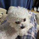 닥터k동물병원 | 강아지 눈물사료(나우, 닥터힐메딕스, 로얄캐닌 등) 후기