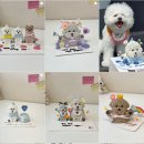 강아지 멋내기 | 우리집 강아지 생일 축하해🎂 강아지 생일파티, 댕수무강 입체 커스텀 케이크 추천