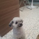 마롱 살롱 이미지