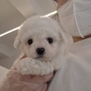 미스터 멍 애견샵 | 전국에서 가장 관리 잘되는 플랜멍포항점 애견분양샵 후기