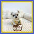 퍼피댕 강아지분양 안심분양소 광명점 말티푸 미니비숑 토이푸들 이미지