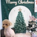 몽구리DOG 이미지