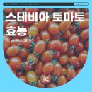 토마토성형외과의원 이미지