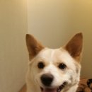 페츠비동물병원 이미지