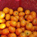 서광서보건진료소 | 서광리 현지인의 맛집 소주한잔에 배지근한 삼겹살 어때요 제주 초록이네 솥뚜껑 삼겹살