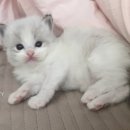 로지 데이즈