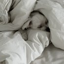 개를 미용하는 남자 이미지