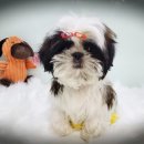 요크독애견샵 이미지