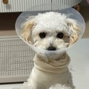 쿨펫이마트 목동점 동물병원 이미지