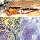 대서양연어 smolt단계에서의 Haemorrhagic smolt syndrome (HSS) 이미지