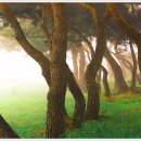 소야 솔밭 이미지