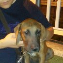 똥강아지 이미지