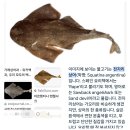 엔젤피쉬.. 바다의 닭 이미지