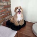 난이꾸꾸 애견미용실 | [댕댕구름]삼송 애견미용, 원흥 애견미용, 강아지 위생목욕 후기