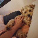 몽아미 | 애견미용샵 "몽아미"