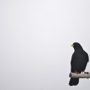 그루터기 이미지