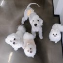 뭉개뭉개 이미지