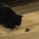 상촌면 간이화장실(초록마을 앞) | 🇳🇱 네덜란드(암스테르담,잔담,로테르담) 여행기 (251223 - 251225)