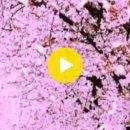 보내오심 1) - 송해님 노래... 이미지