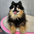 멍보드레 이미지