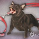 '물린 사람만 손해'..개주인, 물림사고 치료비 30% 안 내 이미지