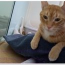우다다냥 | 고양이미용에서 만난 완벽한 고양이호텔 서비스 후기!