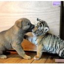 하룻강아지 이미지