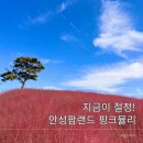 안성팜랜드 푸드트럭 | 11월 전에 꼭 가야 하는 안성팜랜드 가을 핑크뮬리 코스모스 절정
