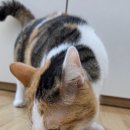 황금고양이 | 입맛 까다로운 냥이들도 잘 먹는 고양이 습식간식, ‘황금푸딩’ 후기