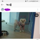 강쥐엄마네 이미지