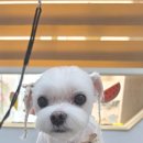 헤어 컹컹 이미지