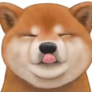 벨리스(bellis) 이미지