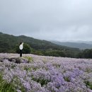 문희공인중개사사무소 | 문경 가을꽃 명소, 보랏빛 개미취가 물드는 곳 — 문희농원 여행기