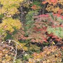 홍천(은행나무)삼봉자연휴양림트레킹 이미지