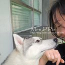 도그토피아 이미지