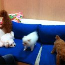 강아지세상 이미지