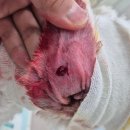 상일 쓰담쓰담 동물병원 이미지