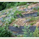 고성토종흑염소 이미지