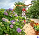 통영시 광도천 수국꽃길 개화 상항 이미지