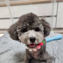 프리펫살롱 이미지